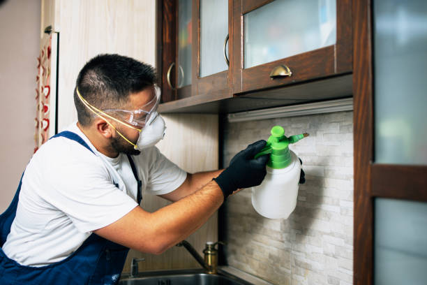 Best Wasp Removal Services  in Mason City, IL