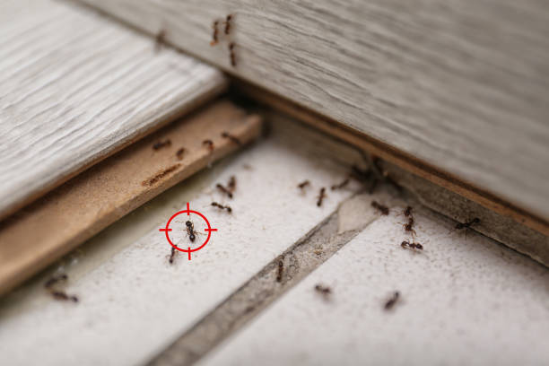 Trusted Mason City, IL Pest Control Experts